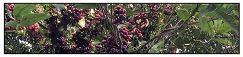 igot fruit in tagalog|The Philippines’ Lipote – Syzygium polycephaloides (C.B.Rob.) Merr.